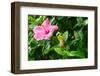 Close-up of Hibiscus flower and bud-null-Framed Photographic Print