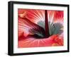 Close-Up of Hibiscus Flower-Adam Jones-Framed Photographic Print