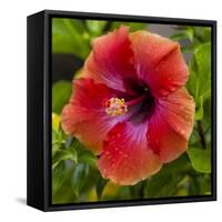 Close-Up of Hibiscus Flower-Richard T. Nowitz-Framed Stretched Canvas