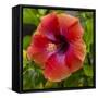 Close-Up of Hibiscus Flower-Richard T. Nowitz-Framed Stretched Canvas
