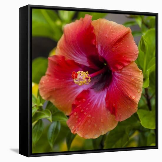 Close-Up of Hibiscus Flower-Richard T. Nowitz-Framed Stretched Canvas