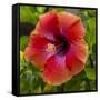 Close-Up of Hibiscus Flower-Richard T. Nowitz-Framed Stretched Canvas