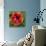 Close-Up of Hibiscus Flower-Richard T. Nowitz-Stretched Canvas displayed on a wall