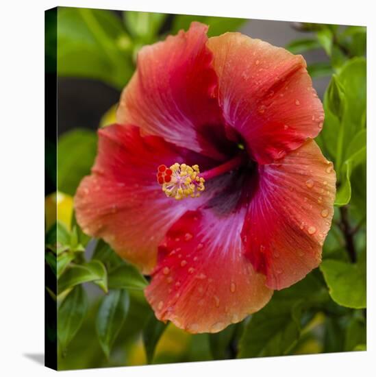 Close-Up of Hibiscus Flower-Richard T. Nowitz-Stretched Canvas