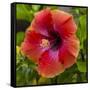 Close-Up of Hibiscus Flower-Richard T. Nowitz-Framed Stretched Canvas