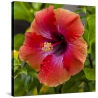 Close-Up of Hibiscus Flower-Richard T. Nowitz-Stretched Canvas