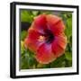 Close-Up of Hibiscus Flower-Richard T. Nowitz-Framed Premium Photographic Print