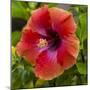 Close-Up of Hibiscus Flower-Richard T. Nowitz-Mounted Premium Photographic Print