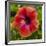 Close-Up of Hibiscus Flower-Richard T. Nowitz-Framed Premium Photographic Print