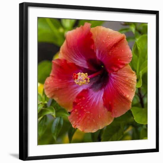 Close-Up of Hibiscus Flower-Richard T. Nowitz-Framed Premium Photographic Print