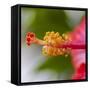 Close-Up of Hibiscus Flower-Richard T. Nowitz-Framed Stretched Canvas