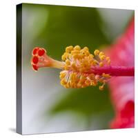 Close-Up of Hibiscus Flower-Richard T. Nowitz-Stretched Canvas