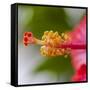 Close-Up of Hibiscus Flower-Richard T. Nowitz-Framed Stretched Canvas