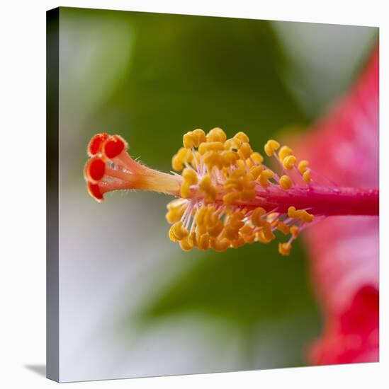 Close-Up of Hibiscus Flower-Richard T. Nowitz-Stretched Canvas