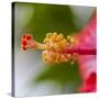 Close-Up of Hibiscus Flower-Richard T. Nowitz-Stretched Canvas