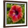 Close-Up of Hibiscus Flower-Richard T. Nowitz-Framed Photographic Print