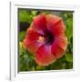 Close-Up of Hibiscus Flower-Richard T. Nowitz-Framed Photographic Print