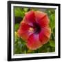 Close-Up of Hibiscus Flower-Richard T. Nowitz-Framed Photographic Print