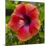 Close-Up of Hibiscus Flower-Richard T. Nowitz-Mounted Photographic Print