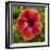 Close-Up of Hibiscus Flower-Richard T. Nowitz-Framed Photographic Print