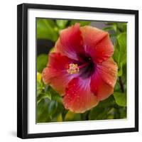 Close-Up of Hibiscus Flower-Richard T. Nowitz-Framed Photographic Print