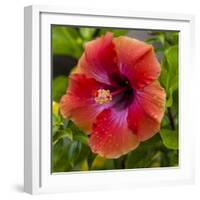 Close-Up of Hibiscus Flower-Richard T. Nowitz-Framed Photographic Print