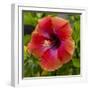 Close-Up of Hibiscus Flower-Richard T. Nowitz-Framed Photographic Print