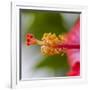 Close-Up of Hibiscus Flower-Richard T. Nowitz-Framed Photographic Print