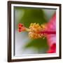 Close-Up of Hibiscus Flower-Richard T. Nowitz-Framed Photographic Print