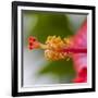 Close-Up of Hibiscus Flower-Richard T. Nowitz-Framed Photographic Print