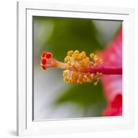 Close-Up of Hibiscus Flower-Richard T. Nowitz-Framed Photographic Print