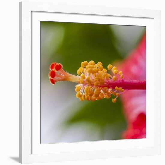 Close-Up of Hibiscus Flower-Richard T. Nowitz-Framed Photographic Print