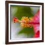 Close-Up of Hibiscus Flower-Richard T. Nowitz-Framed Photographic Print