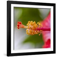 Close-Up of Hibiscus Flower-Richard T. Nowitz-Framed Photographic Print