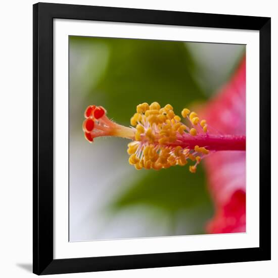 Close-Up of Hibiscus Flower-Richard T. Nowitz-Framed Photographic Print