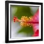 Close-Up of Hibiscus Flower-Richard T. Nowitz-Framed Photographic Print