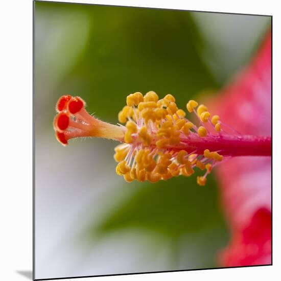 Close-Up of Hibiscus Flower-Richard T. Nowitz-Mounted Photographic Print