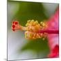 Close-Up of Hibiscus Flower-Richard T. Nowitz-Mounted Photographic Print