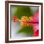 Close-Up of Hibiscus Flower-Richard T. Nowitz-Framed Photographic Print