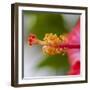 Close-Up of Hibiscus Flower-Richard T. Nowitz-Framed Photographic Print