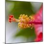 Close-Up of Hibiscus Flower-Richard T. Nowitz-Mounted Photographic Print