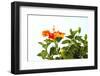 Close-up of Hibiscus flower-Panoramic Images-Framed Photographic Print