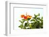 Close-up of Hibiscus flower-Panoramic Images-Framed Photographic Print