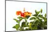 Close-up of Hibiscus flower-Panoramic Images-Mounted Photographic Print