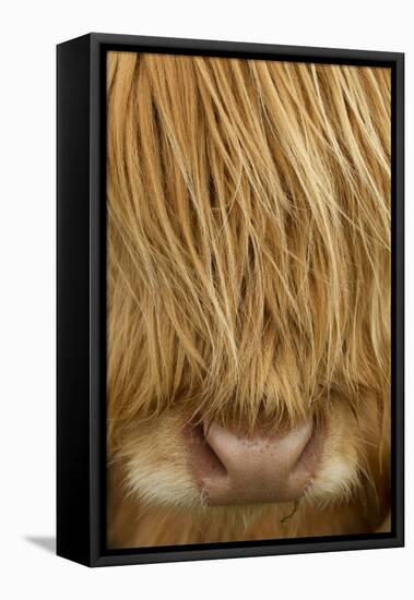 Close-Up of Highland Cow (Bos Taurus) Showing Thick Insulating Hair, Isle of Lewis, Scotland, UK-Peter Cairns-Framed Stretched Canvas