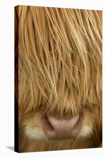 Close-Up of Highland Cow (Bos Taurus) Showing Thick Insulating Hair, Isle of Lewis, Scotland, UK-Peter Cairns-Stretched Canvas
