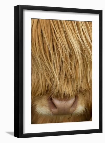 Close-Up of Highland Cow (Bos Taurus) Showing Thick Insulating Hair, Isle of Lewis, Scotland, UK-Peter Cairns-Framed Premium Photographic Print