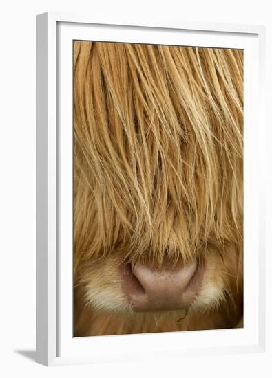 Close-Up of Highland Cow (Bos Taurus) Showing Thick Insulating Hair, Isle of Lewis, Scotland, UK-Peter Cairns-Framed Premium Photographic Print