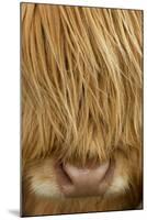 Close-Up of Highland Cow (Bos Taurus) Showing Thick Insulating Hair, Isle of Lewis, Scotland, UK-Peter Cairns-Mounted Premium Photographic Print