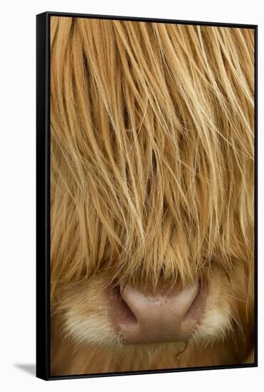 Close-Up of Highland Cow (Bos Taurus) Showing Thick Insulating Hair, Isle of Lewis, Scotland, UK-Peter Cairns-Framed Stretched Canvas